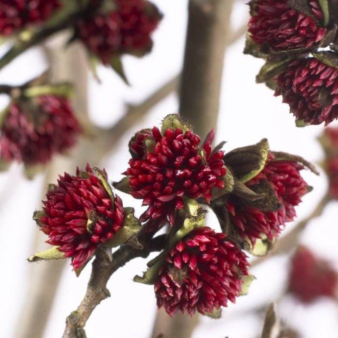 Parrotia persica - Arbre de fer