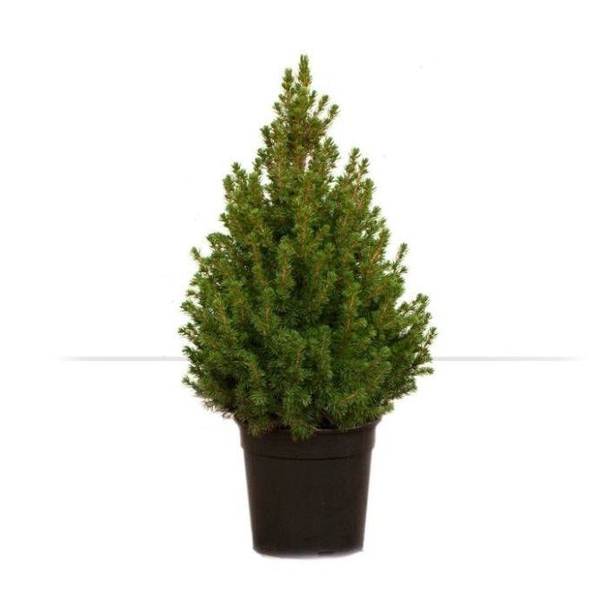 Picea  Glauca conica