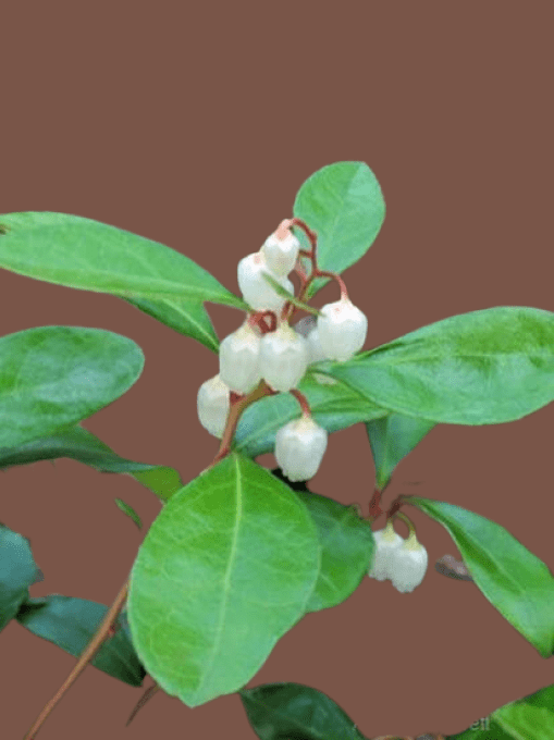 Gaultheria 'Beel Seeldiig'