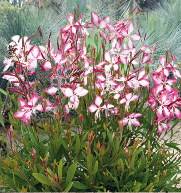 Gaura. L.. 'Rosy Jane',  plant en Godet . Hauteur 30/40cm
