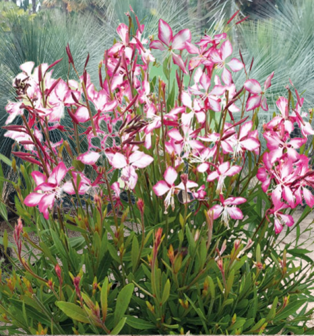 Gaura. L.. 'Rosy Jane'