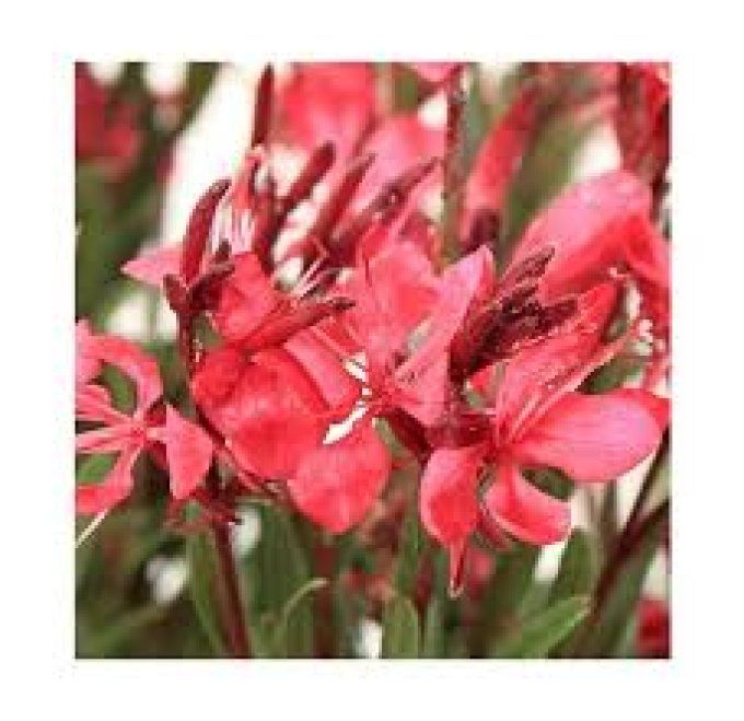 Gaura red color