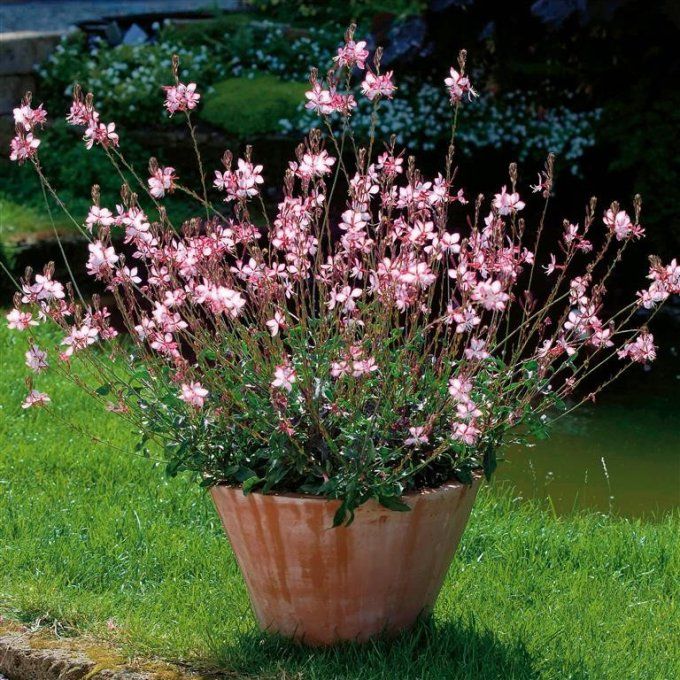 Gaura. L.. 'Rosy Jane',  plant en Godet . Hauteur 30/40cm
