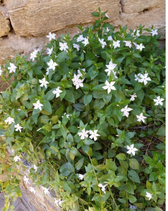 Petite pervenche ' Blanche. Vinca minor alba'