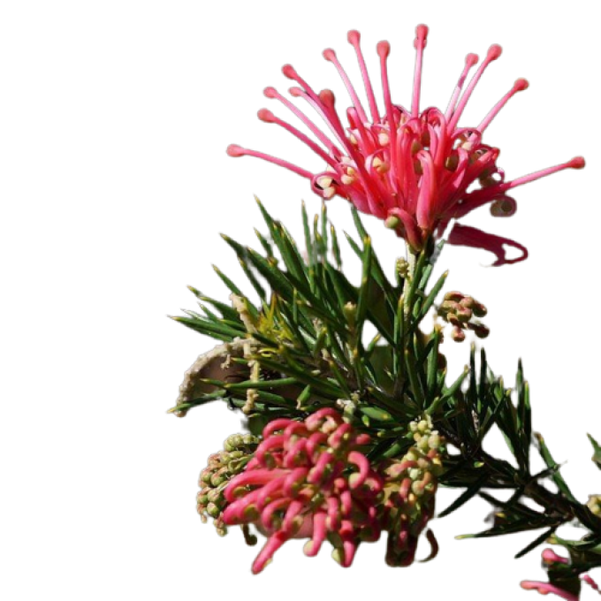 Grevillia juniperina