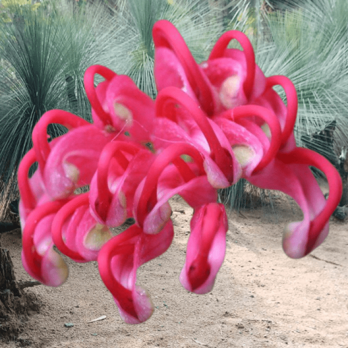 Grevillia juniperina