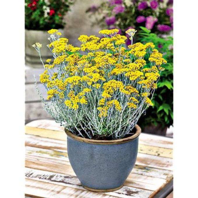 Helichrysum italicum : l’immortelle d’Italie