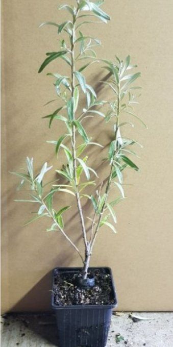 Argousier autofertil,hyppophaé rammnoides Solo