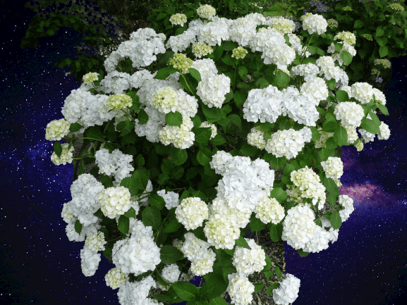 Hortensias macrophyla Blanc