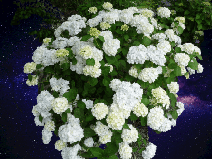 Hortensias macrophyla Blanc