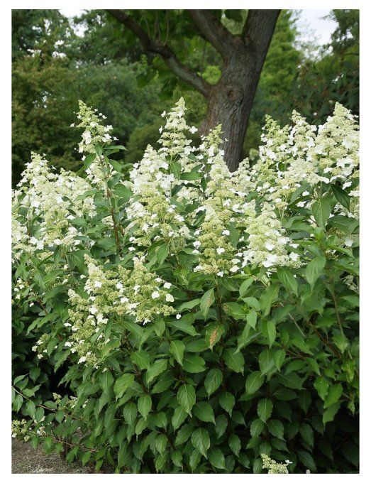 Hydrangea paniculata Kuyshu