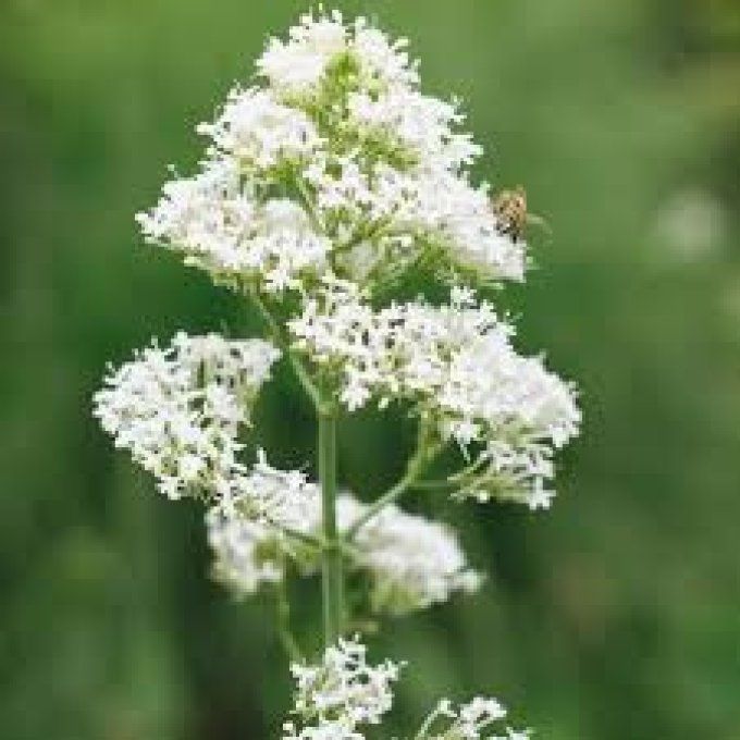 Valériane blanche '' Centranthus ruber albus ''
