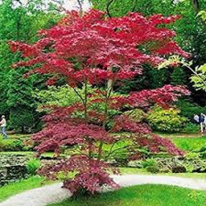 Erable du japon rouge 'Acer palmatum atropurpuréa'