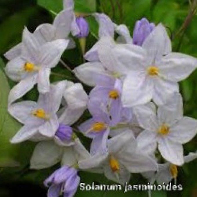 Solanum jasminoides à fleurs blanches et bleu