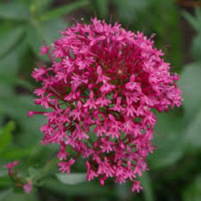 Valériane rouge,Centranthus occidentalis rouge, valériane, centranthus,