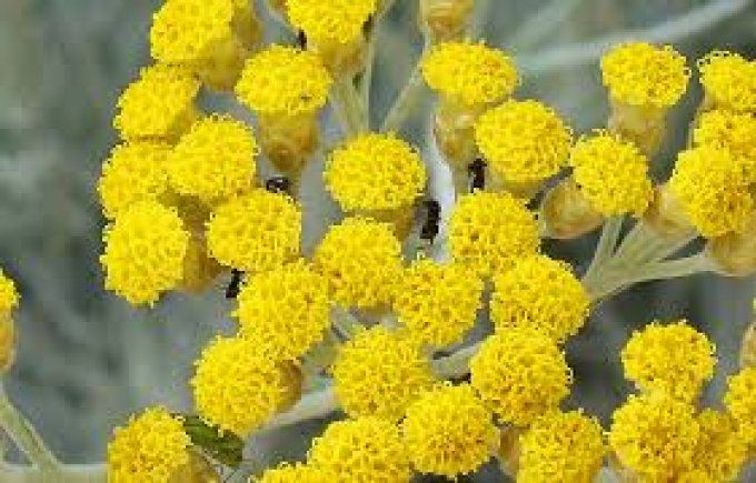 Helichrysum Angustifolia " Tall curry" Italicum curry" a partir de 3€