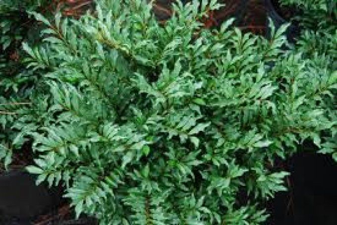 Eurya japonica