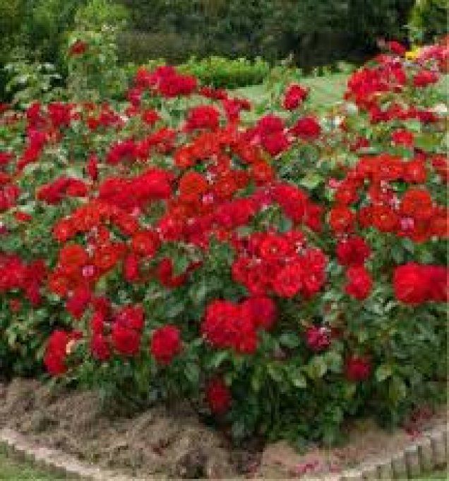 Rosier buissons / bordure ROUGE  