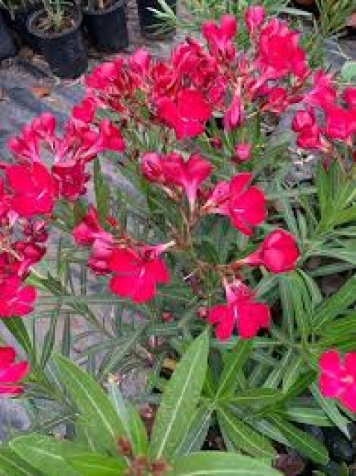 Laurier rouge / nérium oleander