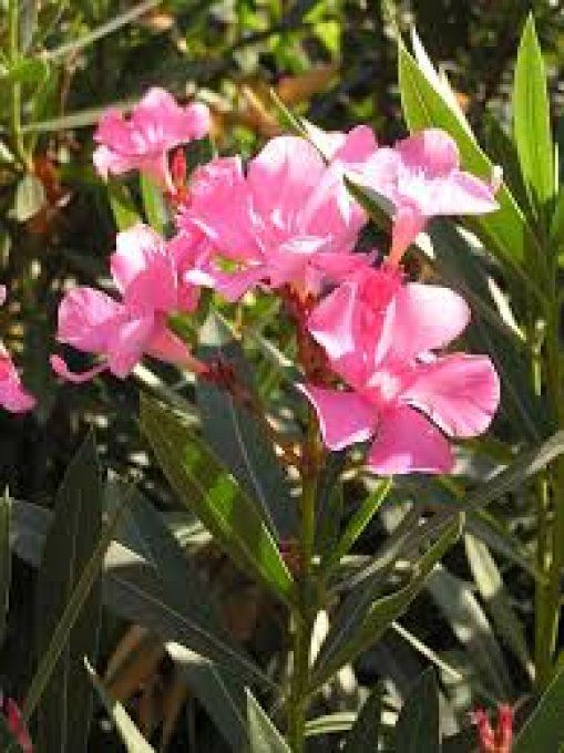 Laurier rose  /nérium oleander  rose 