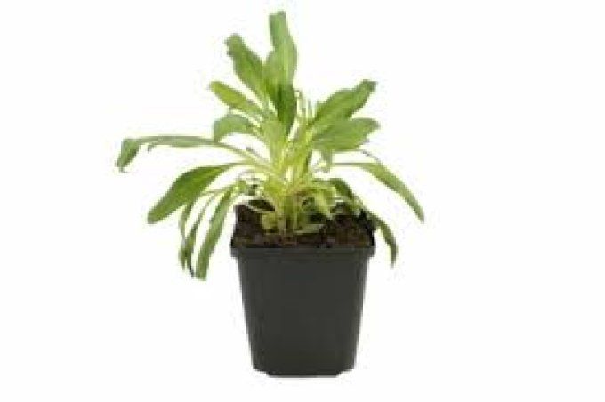 Valériane blanche '' Centranthus ruber albus ''