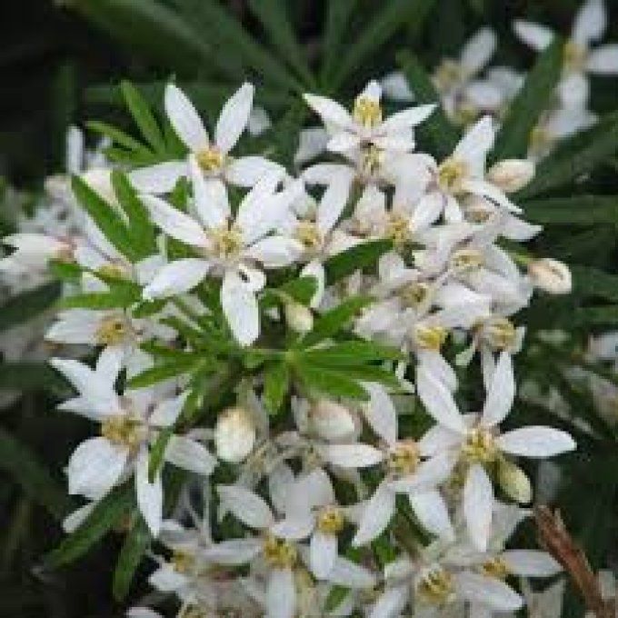 Oranger du Mexique White Dazzler, choisya