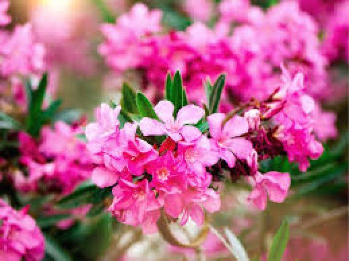Laurier rose  /nérium oleander  rose 
