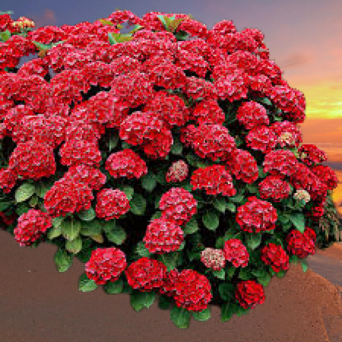 Hortensias macrophyla rouge Hauteur  70/80cm