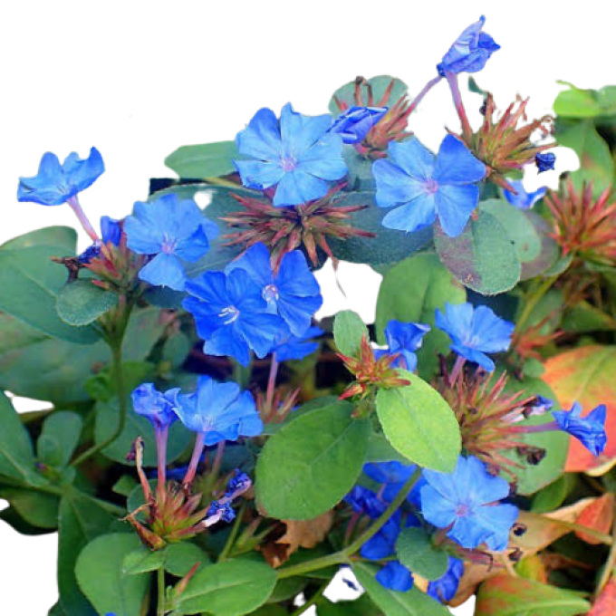 Ceratostigma willmotia