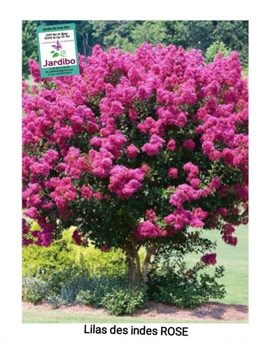 Lilas des indes rose