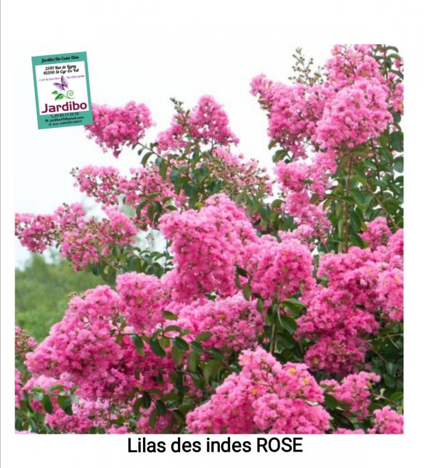 Lilas des indes rose