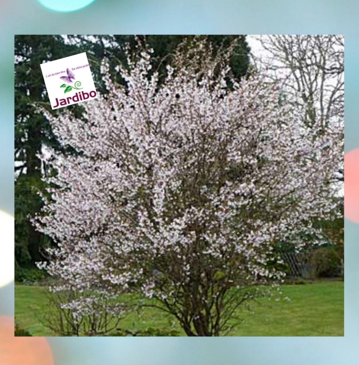 Cerisier du Japon nain à fleurs '' Prunus Incisa kojo no mai '' 