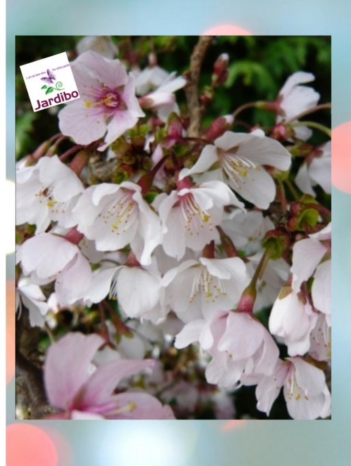 Cerisier du Japon nain à fleurs '' Prunus Incisa kojo no mai '' 