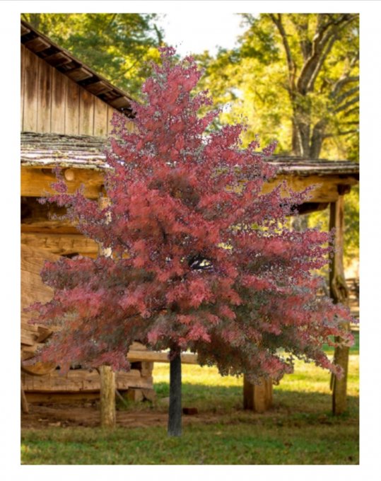 Chêne rouge d'Amérique '' Quercus rubra ''