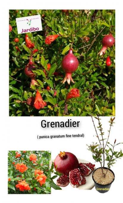 Grenadier '' Punica granatum fine tendral '' '