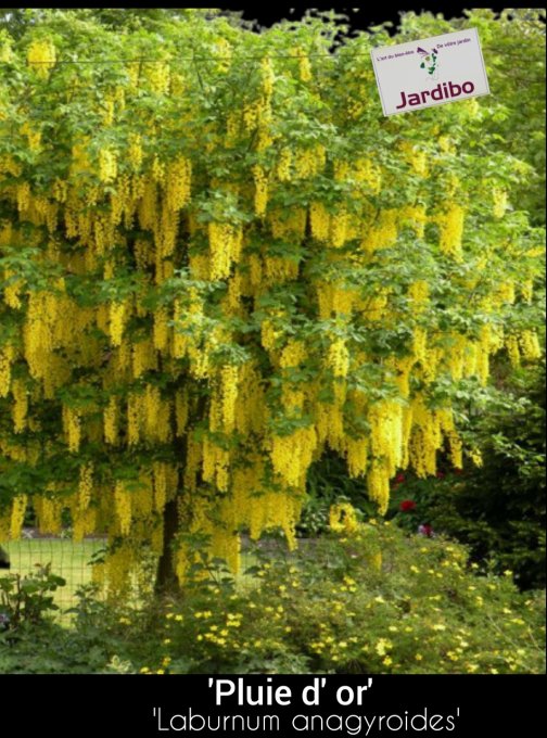 Laburnum anagyroides '' Pluie d'or '' 1m