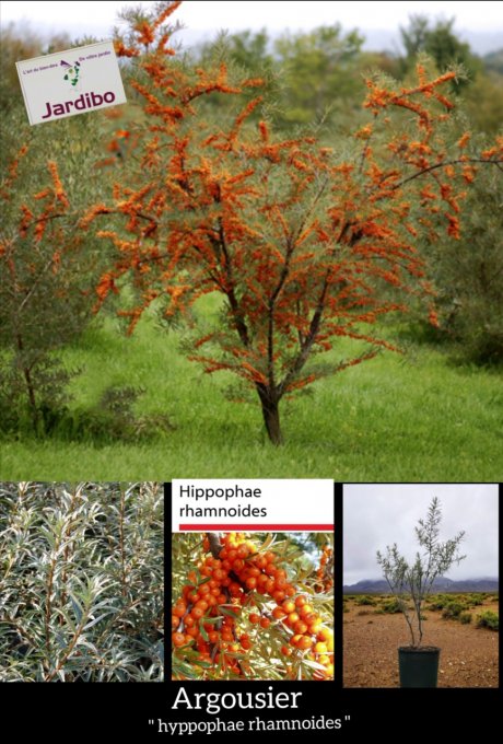 Argousier '' Hyppophae rhamnoides ''