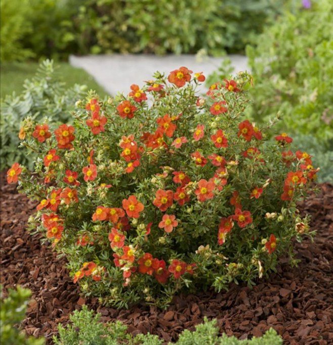 Potentille orange