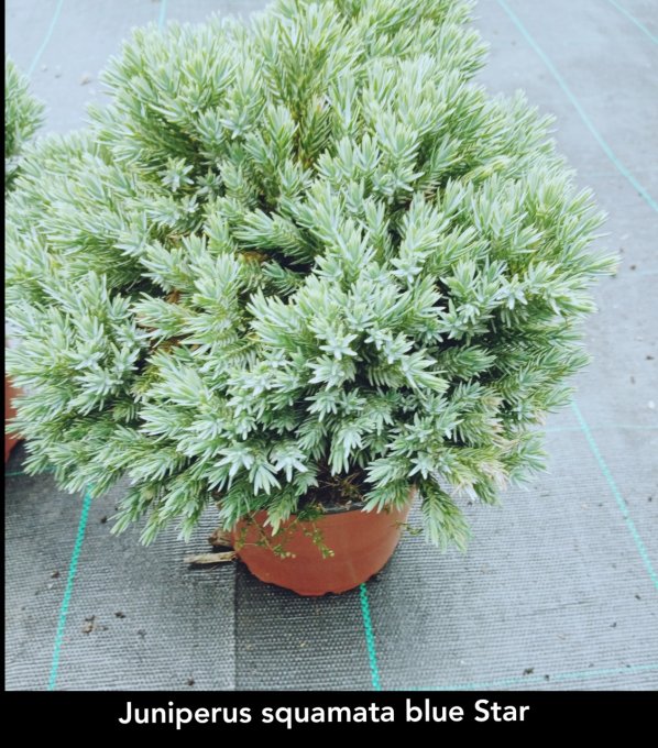 Juniperus squamata blue Star '' Genévrier '' à partir de 3€
