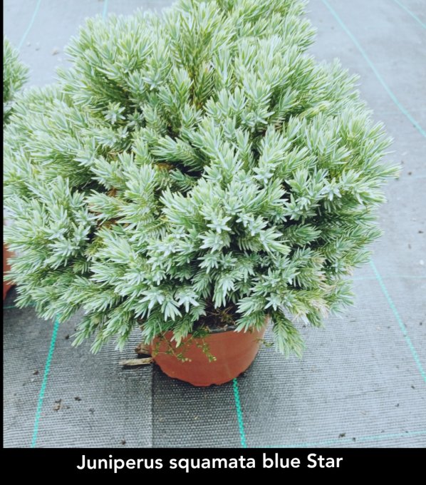 Juniperus squamata blue Star '' Genévrier ''