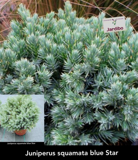 Juniperus squamata blue Star '' Genévrier '' à partir de 3€