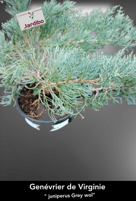 Juniperus virginiana 'Grey owl' 