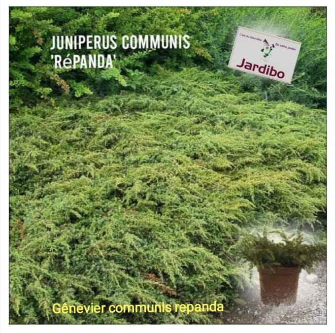 Juniperus communis repanda