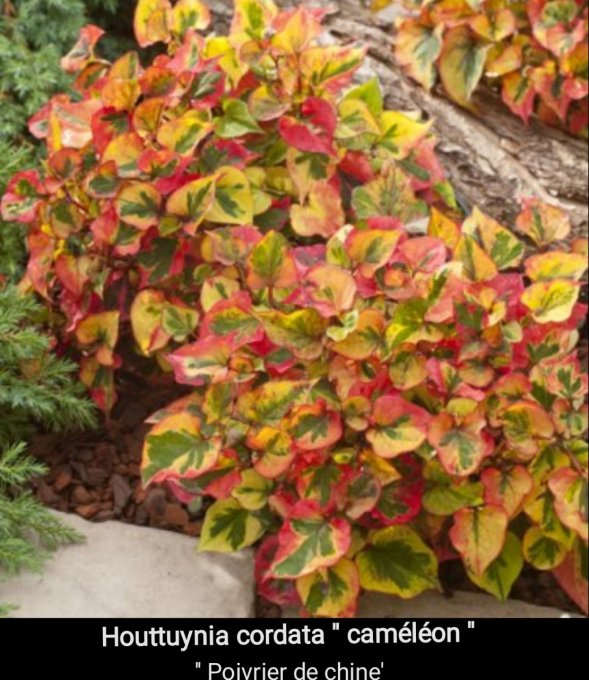 Houttuynia cordata 'caméléon'