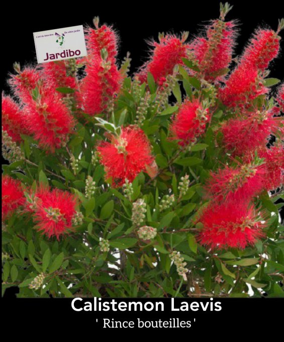 Rince bouteilles  '' Calistemon Laevis '' 