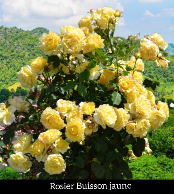 Rosier à massif jaune