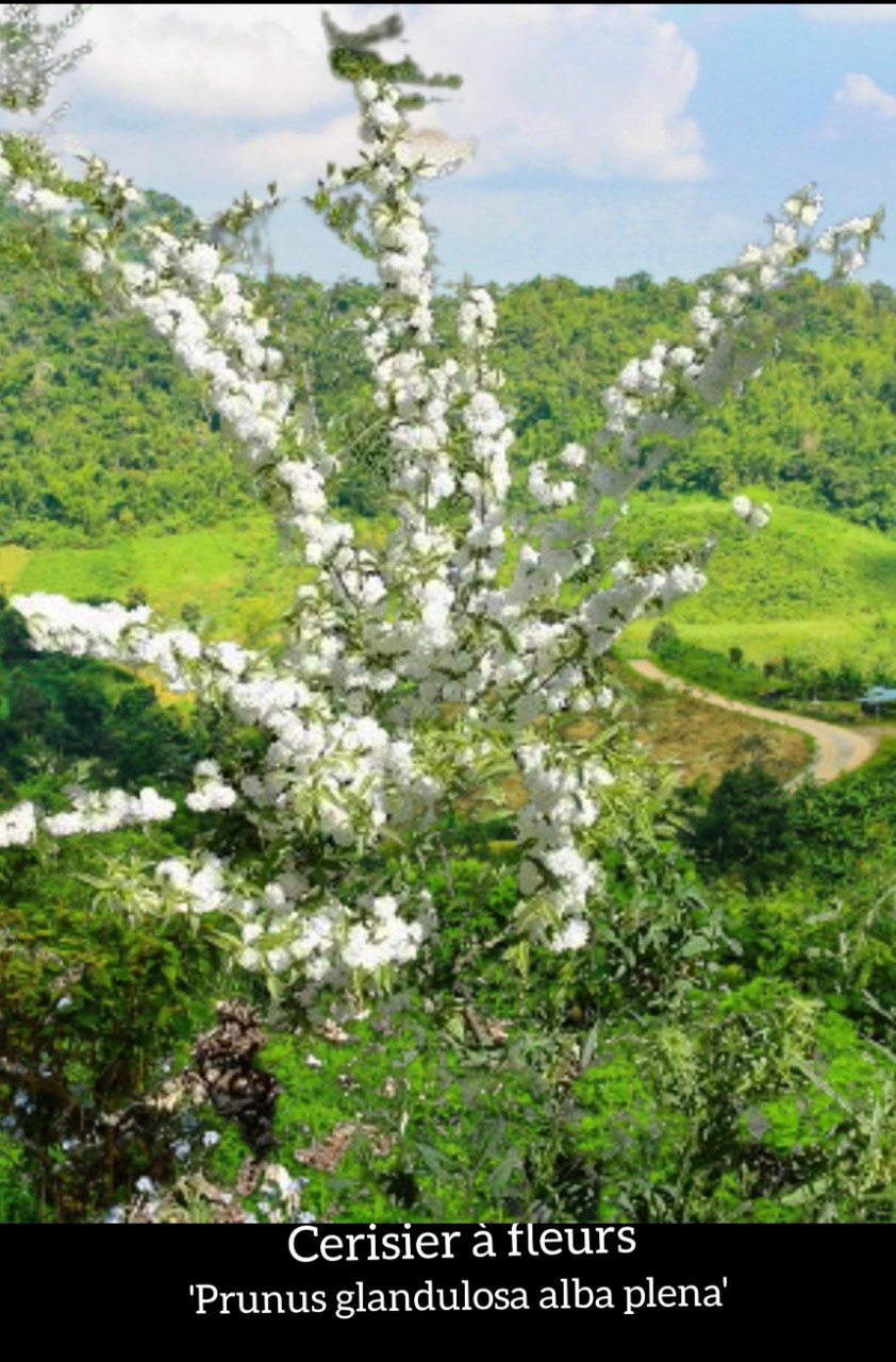 Cerisier à fleurs 'Prunus glandulosa alba plena'
