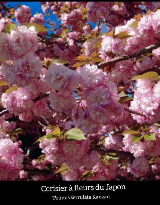 Cerisier à fleurs du Japon 'Prunus serrulata Kanzan'