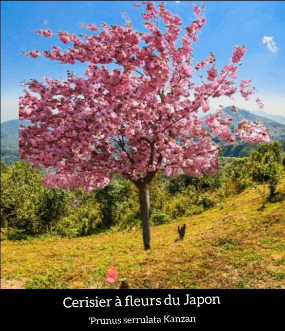 Cerisier à fleurs du Japon 'Prunus serrulata Kanzan'