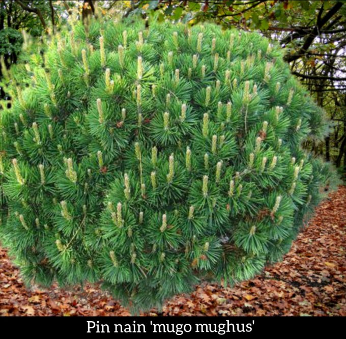 Pin  nain 'mugo mughus' a partir de 1,90€